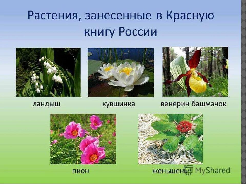 Красную книгу россии фото и названия Картинки ВСЕМИРНАЯ КРАСНАЯ КНИГА РАСТЕНИЯ
