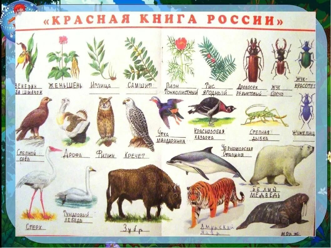 Красную книгу россии фото и названия Звери и птицы" на красной странице" 2022, Лаишевский район - дата и место провед