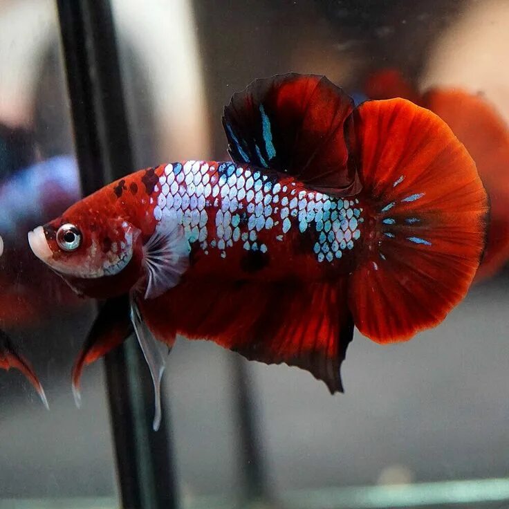 Красные аквариумные рыбки фото с названиями Live Betta Fish Fancy SUPER RED GALAXY KOI Halfmoon Plakat HMPK (Male) -187- - B