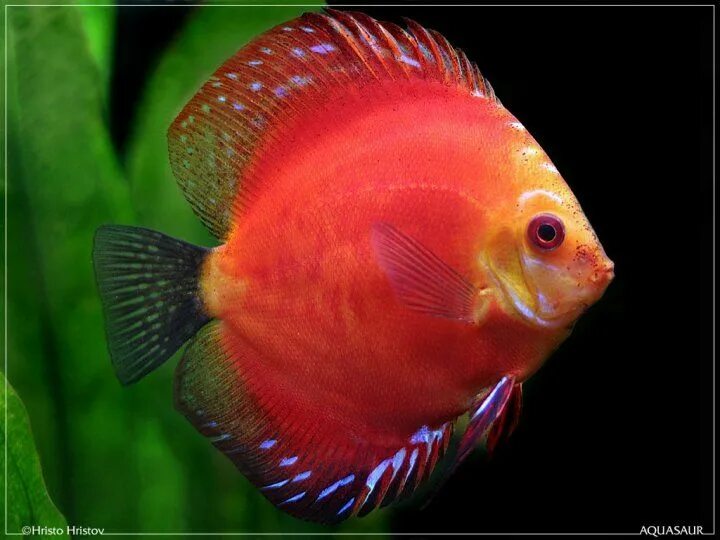Красные аквариумные рыбки фото с названиями Aquarium fish, Tropical freshwater fish, Freshwater aquarium fish
