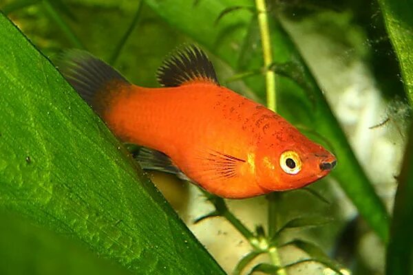 Красные аквариумные рыбки фото с названиями Пецилия красно-чёрная (Xiphophorus maculatus) купить за 20 руб. - ZOOMIX