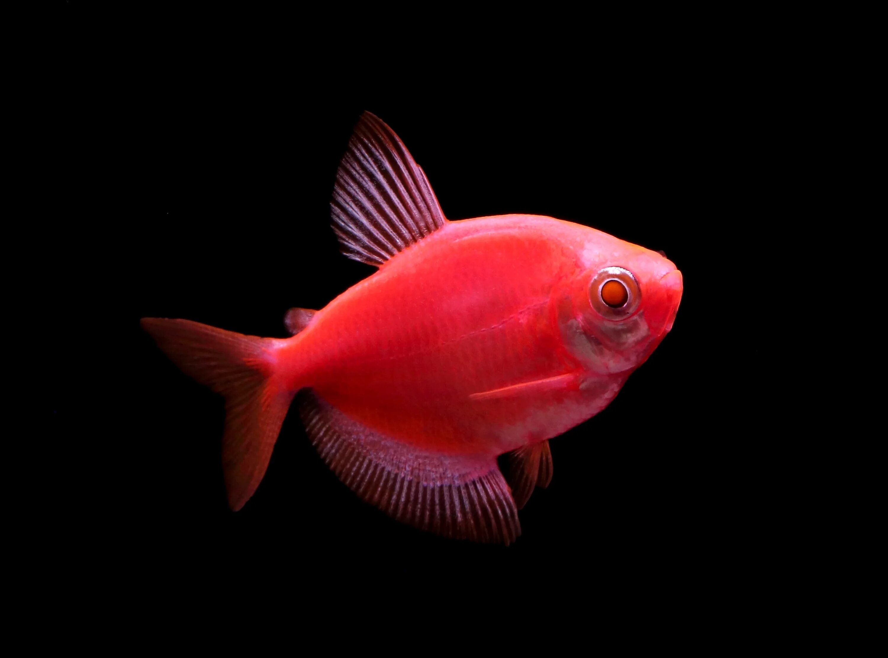 Красные аквариумные рыбки фото с названиями Тернеция Glo Fish Красная (Gymnocorymbus ternetzi) 1,5-2 см