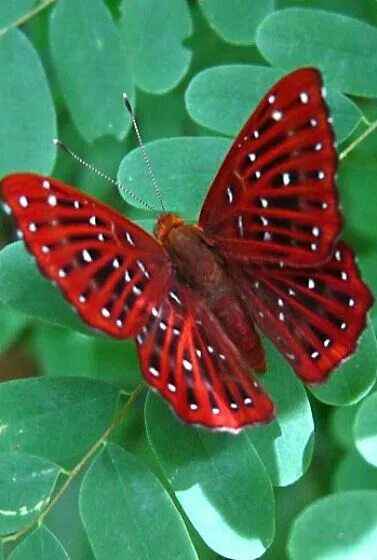 Красные бабочки названия и фото Beautiful World - Beautiful World added 4 new photos -... Insects, Beautiful but