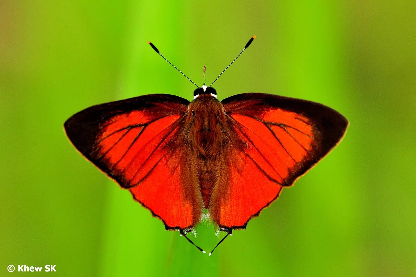 Красные бабочки названия и фото Red Butterfly Species Factory Sale bellady.by