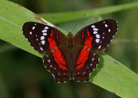 Красные бабочки названия и фото Butterflies of Amazon & Andes - Photo gallery Rainforest butterfly, Butterfly, B
