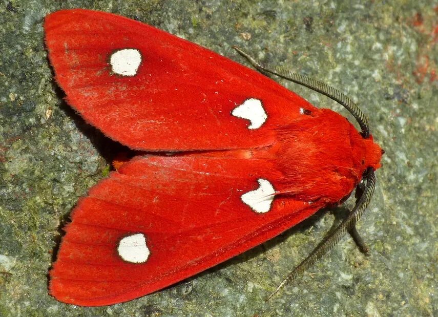 Красные бабочки названия и фото Tiger moth, Hyperthaema sanguineata, Arctiinae Tiger moth, Moth, Beautiful bugs