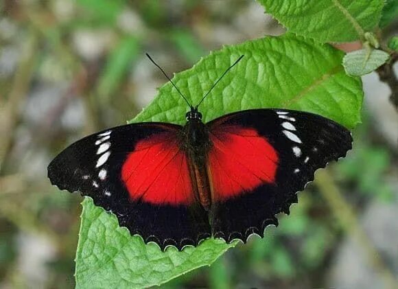 Красные бабочки названия и фото cethosia cydippe Beautiful butterflies, Lacewing, Rainforest butterfly
