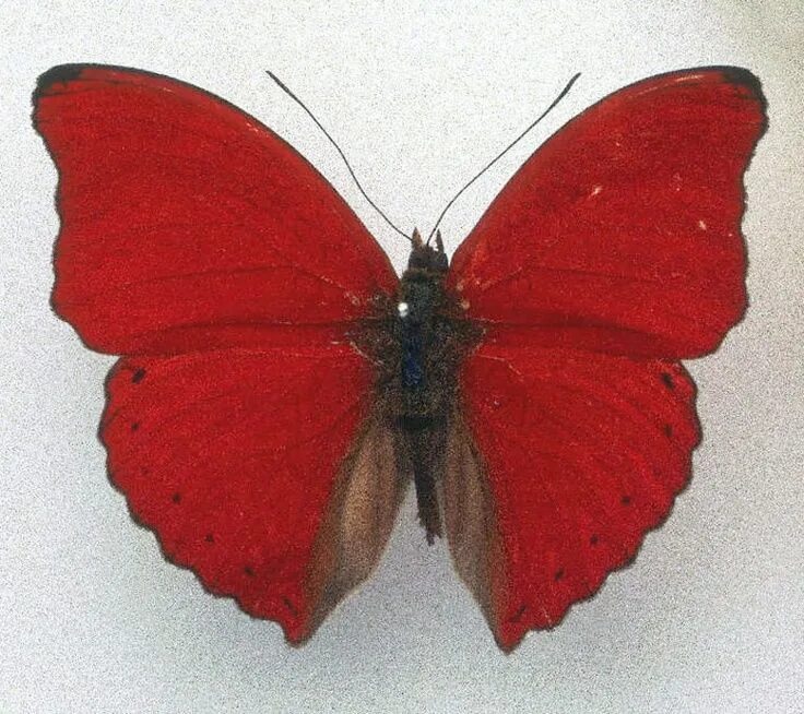 Красные бабочки названия и фото themagicfarawayttree: red butterfly, 4Western Civilization Photo art, Original a