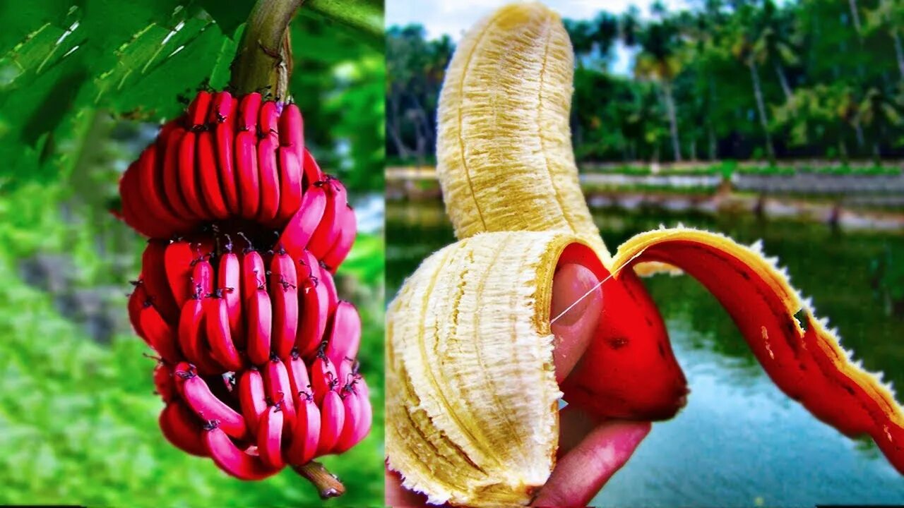 Красные бананы фото 20 Most Amazing & Rare Fruits In The World - YouTube