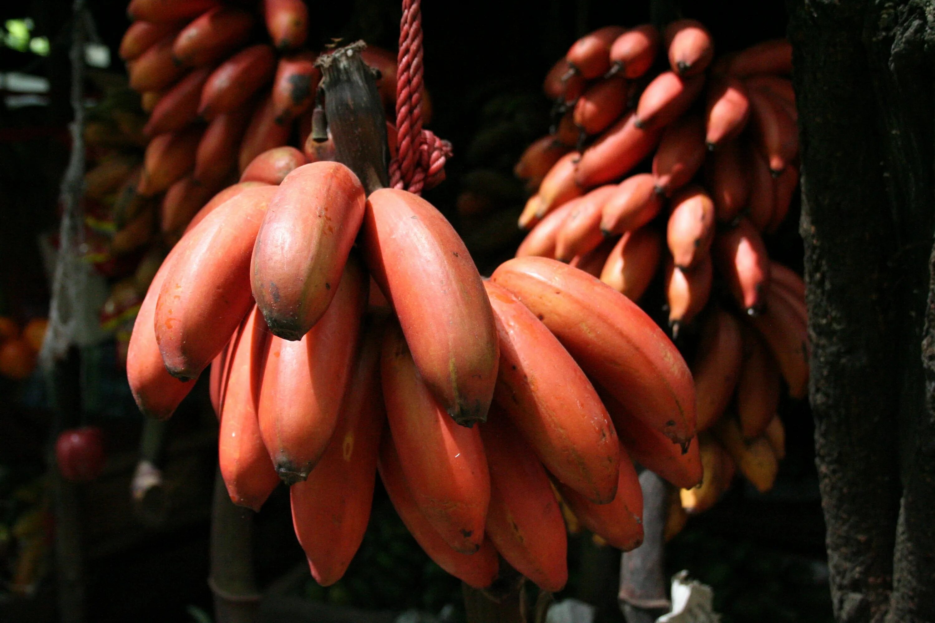 Красные бананы фото red bananas!!! Yummm.. Banana, Fruit, Herbs