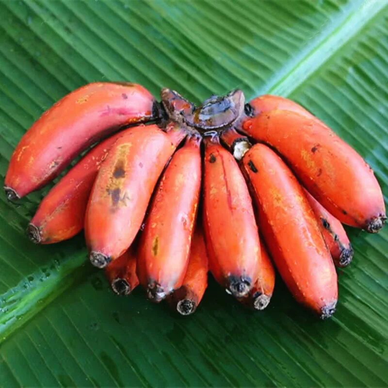 Красные бананы фото Egrow 40pcs/pack red banana seeds garden potted fruit tree bonsai Sale - Banggoo