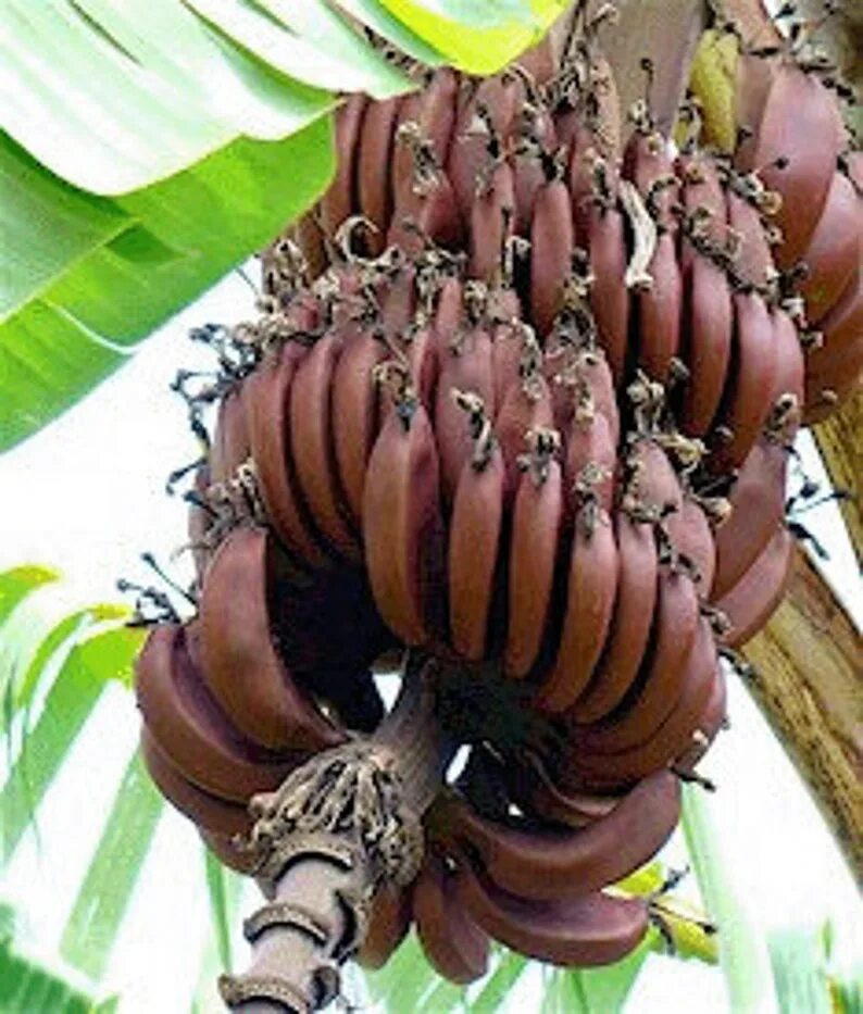 Красные бананы фото Red Banana ™ Fragrance Oil for Candle Making 3 sizes Etsy