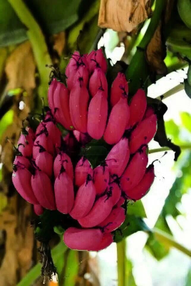 Красные бананы фото Top 10 banana roxa ideas and inspiration