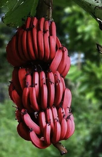 Красные бананы фото Bananes rouge Red banana tree, Banana plants, Banana tree