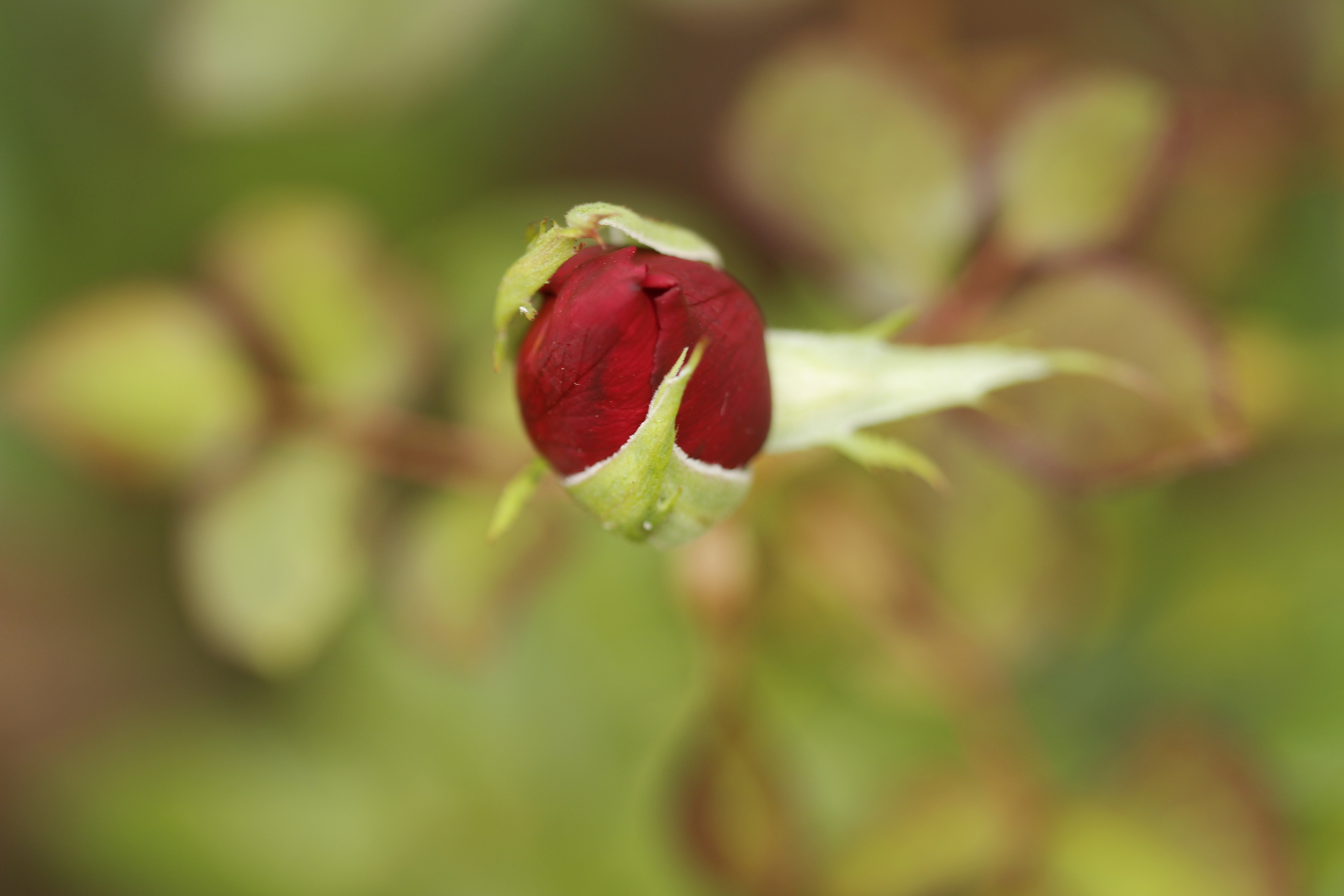 Красные бутоны фото Rosa Flower Nature Red free image download