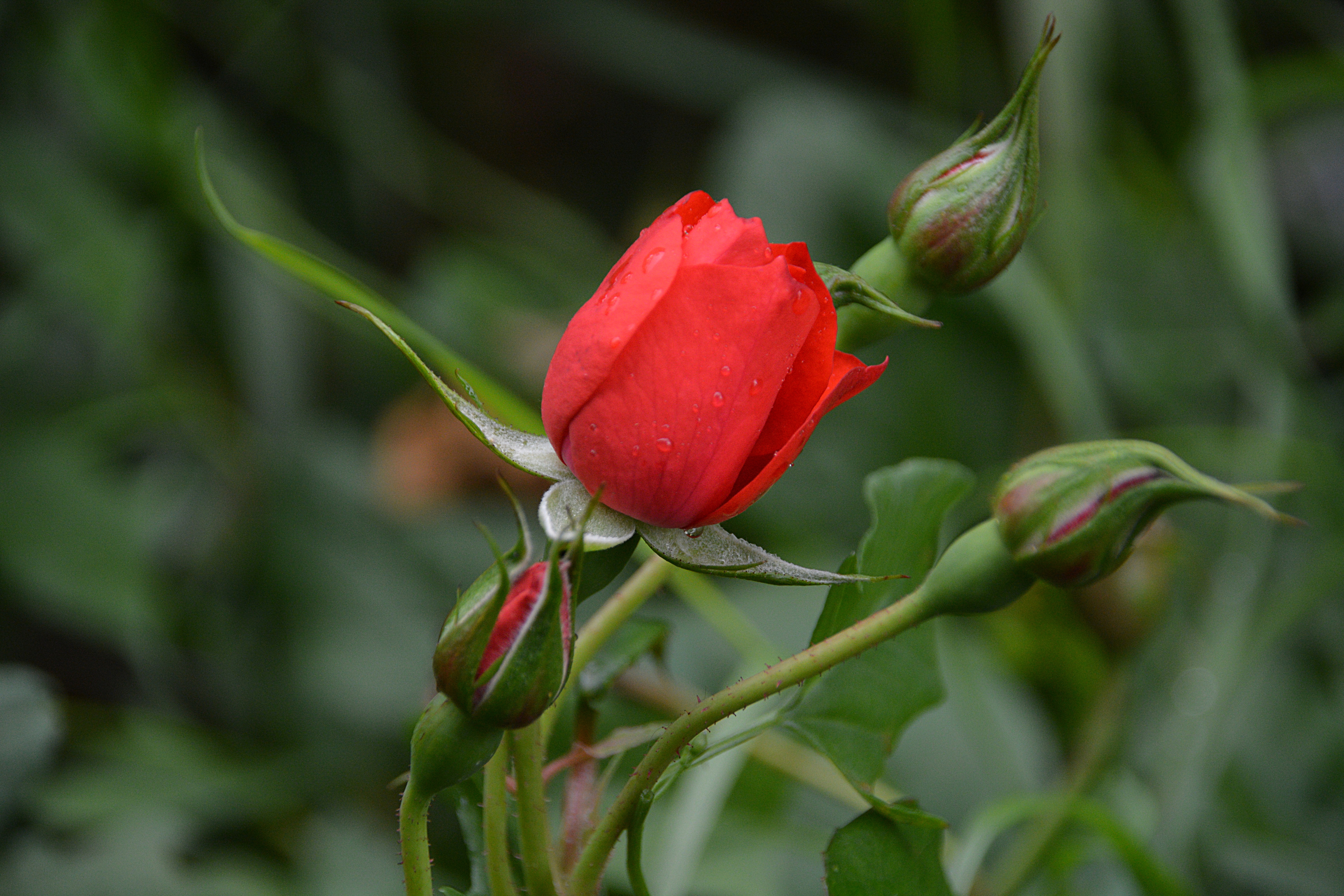 Красные бутоны фото Free Images : nature, drop, flower, petal, red, produce, botany, pink, flora, th