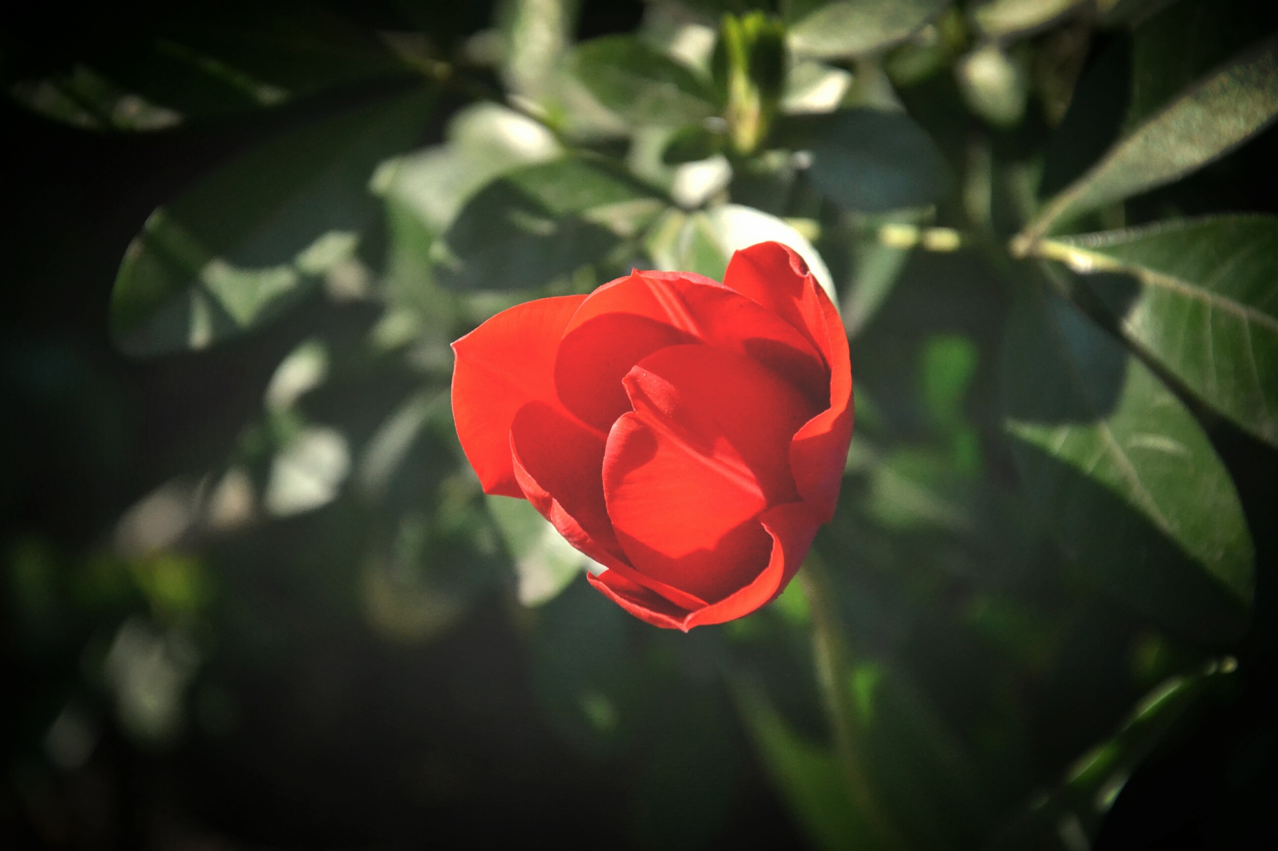 Красные бутоны фото Free Images : nature, blossom, leaf, petal, summer, spring, green, red, flora, c