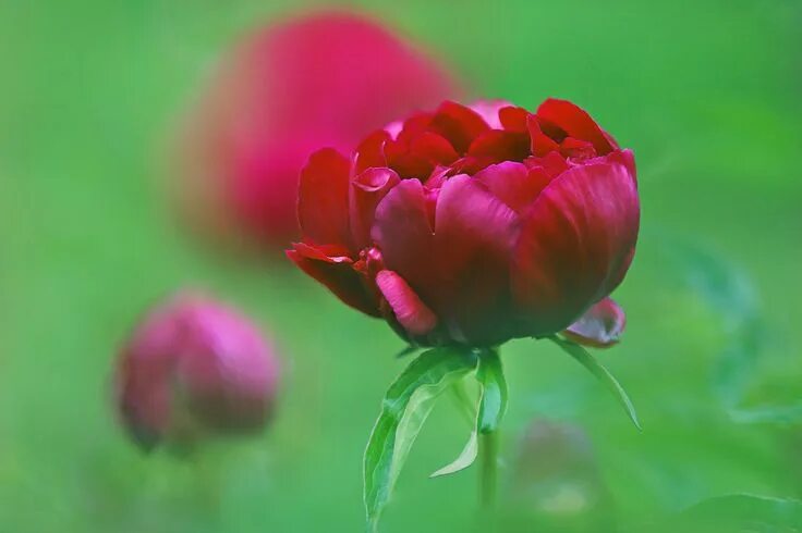Красные бутоны фото Paeonia 'Illini Warrior' Flowers, Flora, Garden