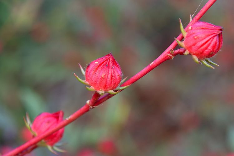 Красные бутоны фото Foto : 17 Bahan Pewarna Alami untuk Masakan, Ada Daun Pandan dan Bunga Telang Ha