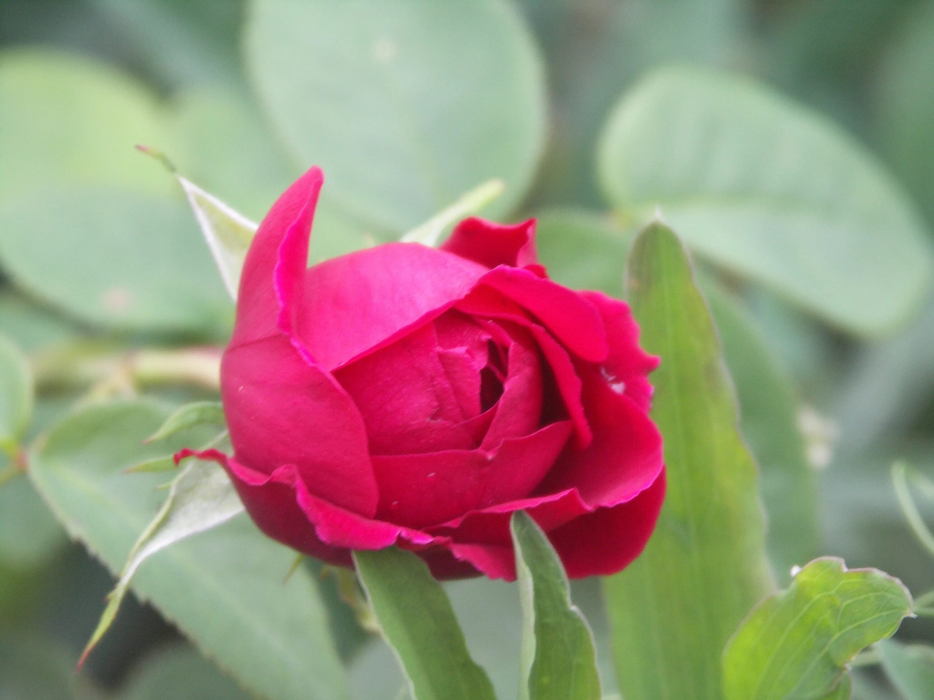 Красные бутоны турецкий фото Free Images : nature, blossom, flower, petal, bloom, floral, red, fresh, romance