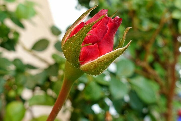 Красные бутоны турецкий фото Pin page