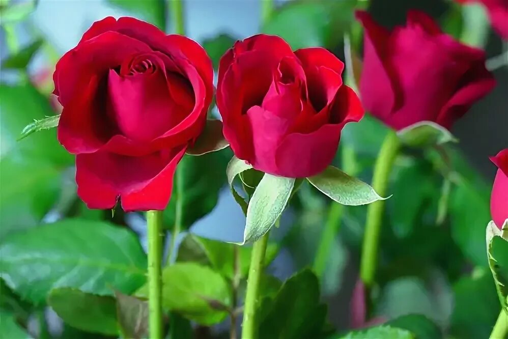Красные бутоны турецкий фото Wonderful world of flowers (P1/A2) Flickr