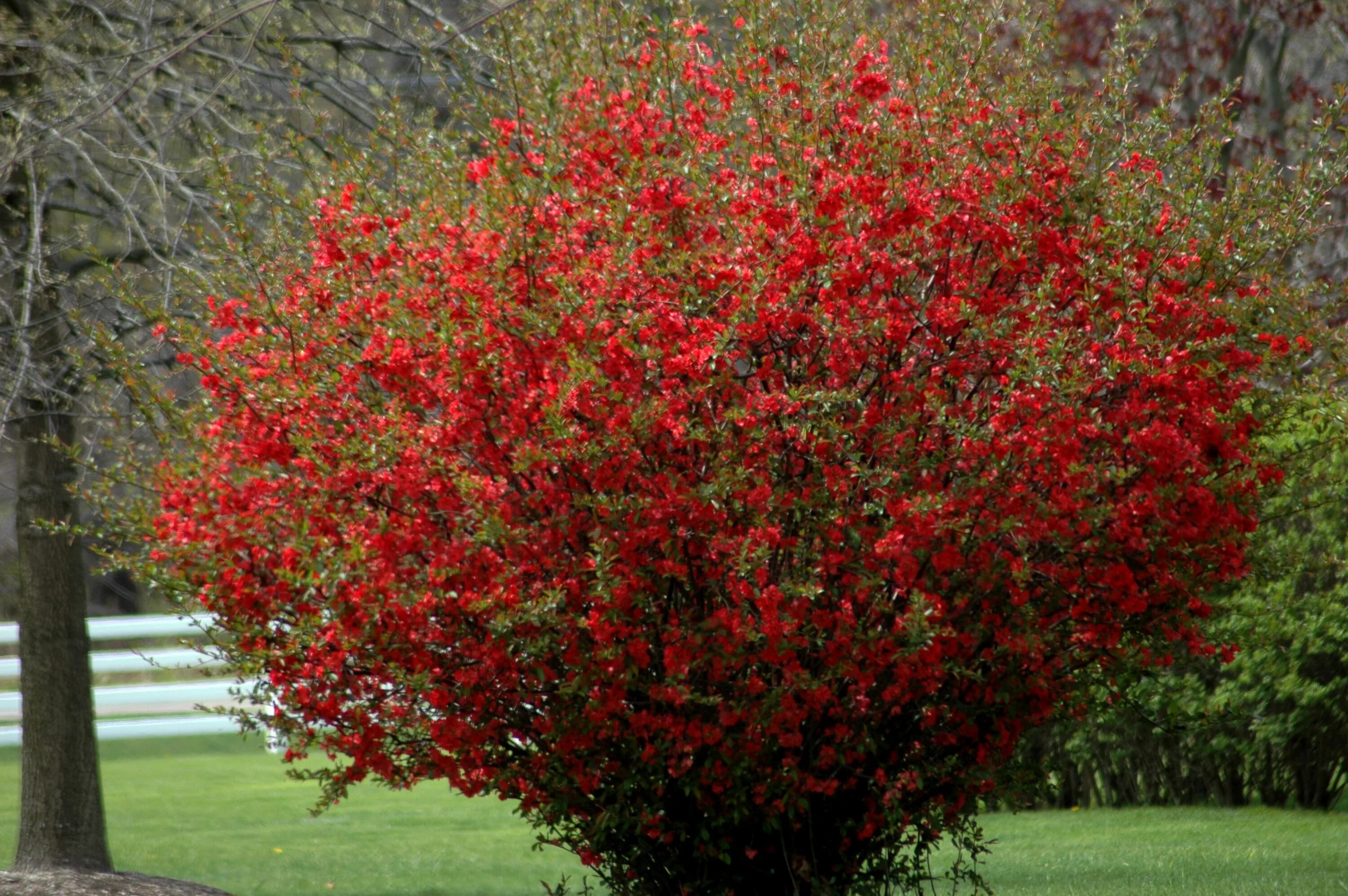 Красные декоративные кустарники фото и названия Chaenomeles Texas Scarlet Flowering Quince - The Site Gardener