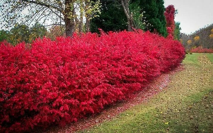 Красные декоративные кустарники фото и названия FIFTY 50 PACK Burning Bush Seedlings Euonymus alatus Blazing Etsy Urban garden, 