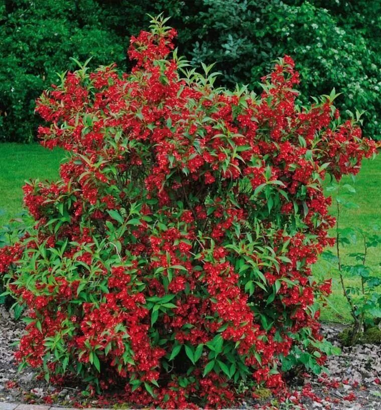 Красные декоративные кустарники фото и названия Вейгела красная "Red Prince" - купить в интернет-магазине OZON с быстрой доставк