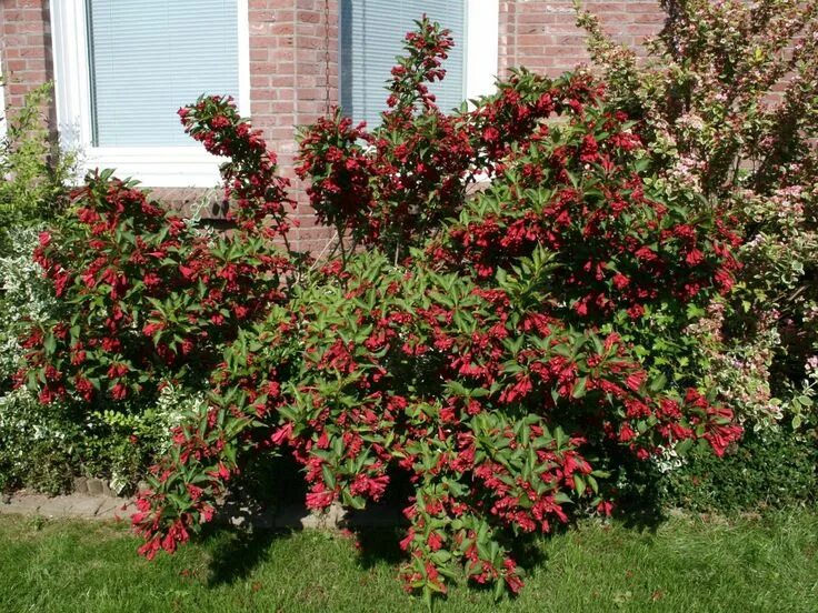 Красные декоративные кустарники фото и названия Weigelie 'Red Prince' - Weigela 'Red Prince' Weigelie, Gartengestaltung, Pflanze