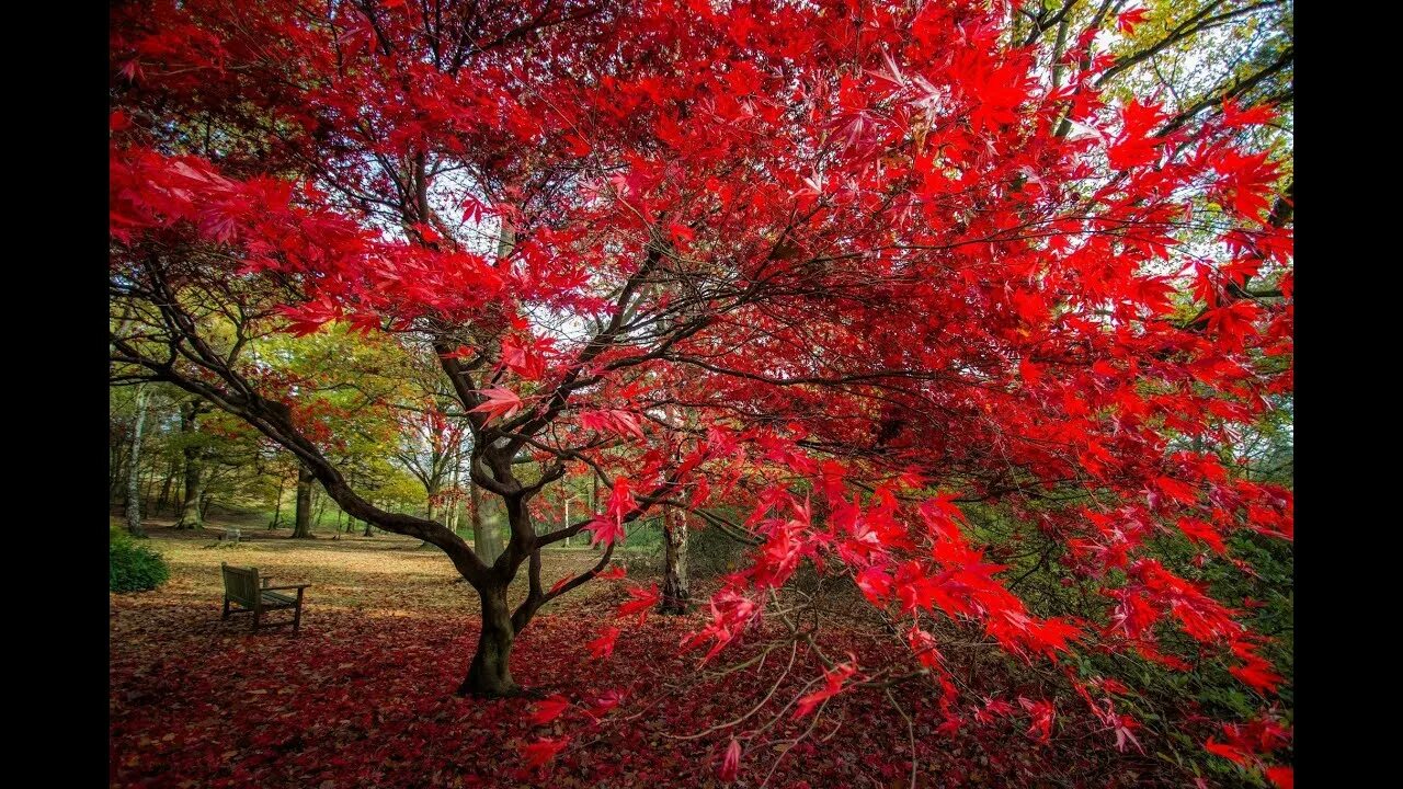 Красные деревья названия и фото Magical autumn in a Japanese Garden - YouTube