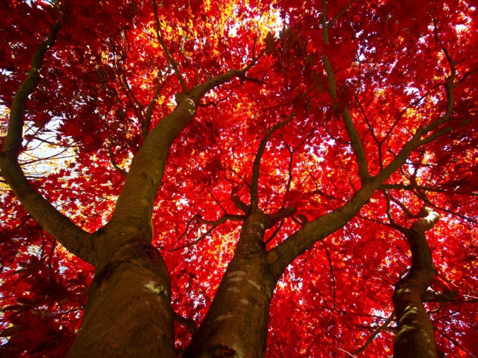 Красные деревья названия и фото Care Of Red Maple Trees: How To Grow A Red Maple Tree Red maple tree, Maple tree