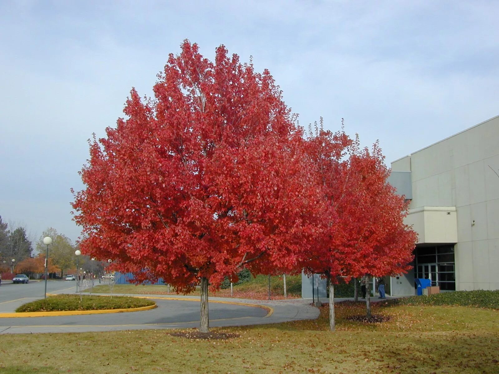 Красные деревья названия и фото Acer rubrum - Red Maple Red maple tree, Acer rubrum, Tree seedlings