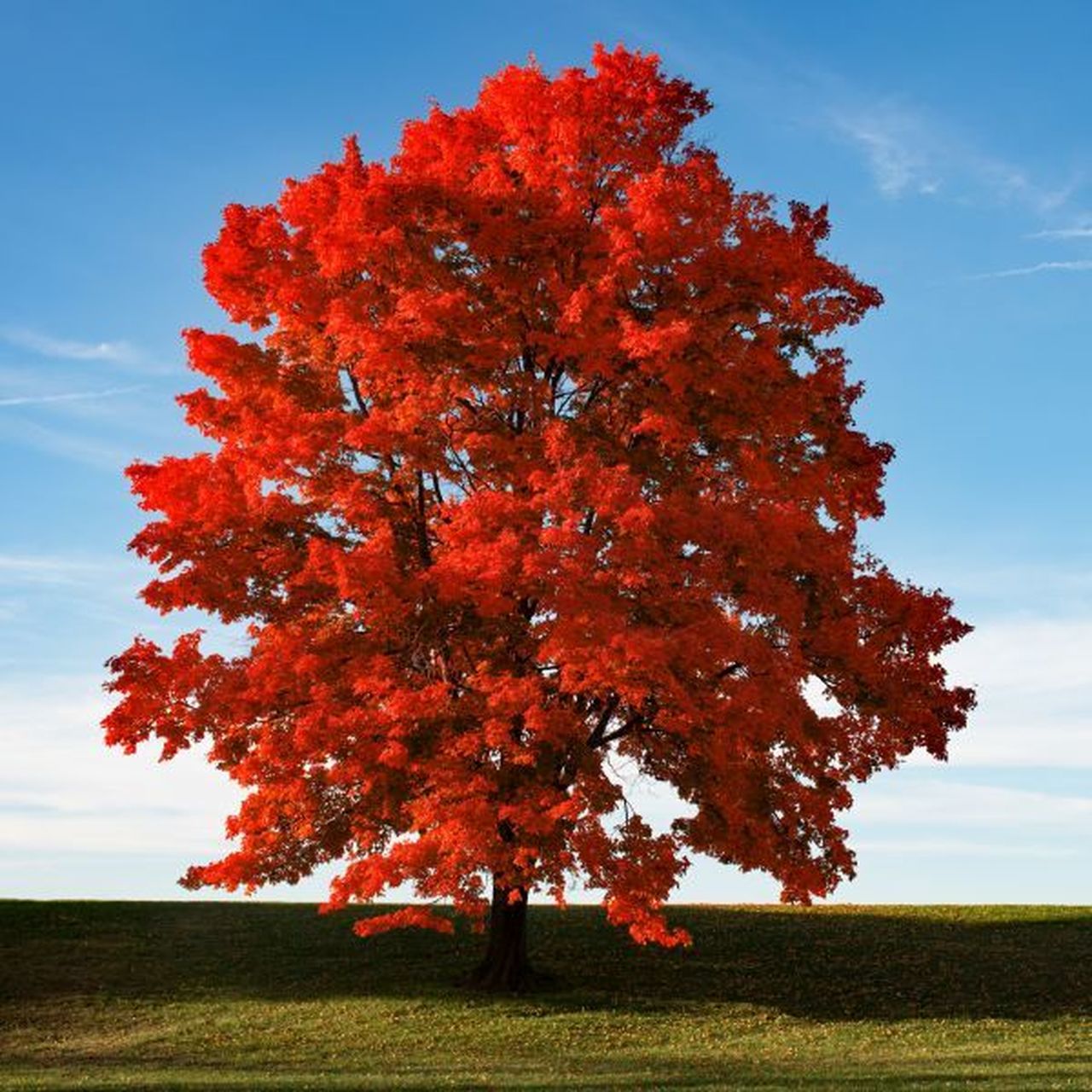 Красные деревья названия и фото Brandywine Red Maple - Acer rubrum - Courville Nurseries