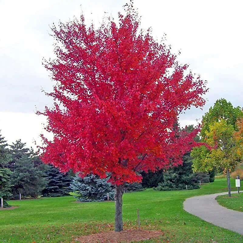 Красные деревья названия и фото Amazon.com: Coral Bark Japanese Maple Tree