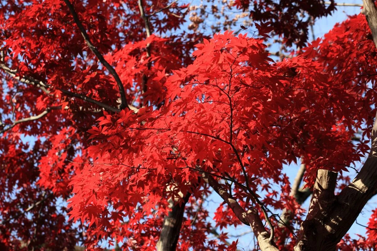 Красные деревья названия и фото Free Images : branch, flower, high, red, autumn, season, maple tree, maple leaf,