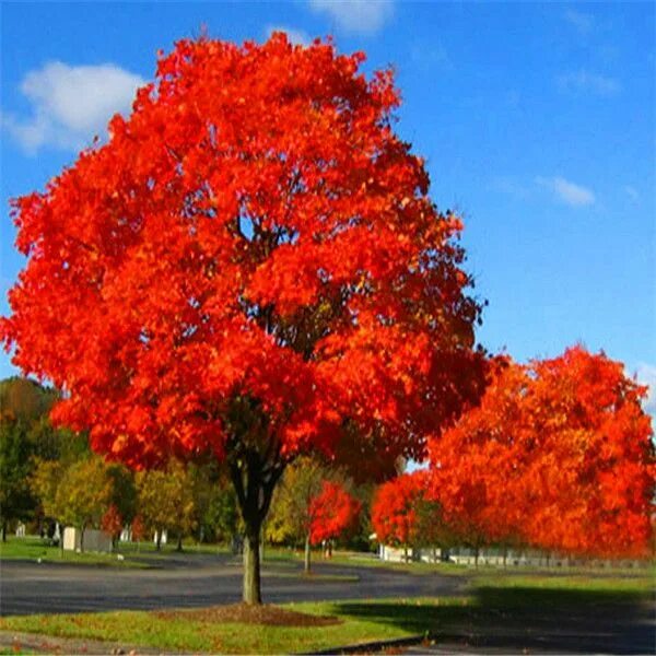 Красные деревья названия и фото Red Oak Trees For Sale : Buy 1 Get 1 Free Red oak tree, Trees to plant, Flowerin