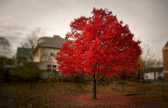 Красные деревья названия и фото Клен красный "Acer rubrum" 50-80 см Веерный японский клён и др. сорта. Лиственны