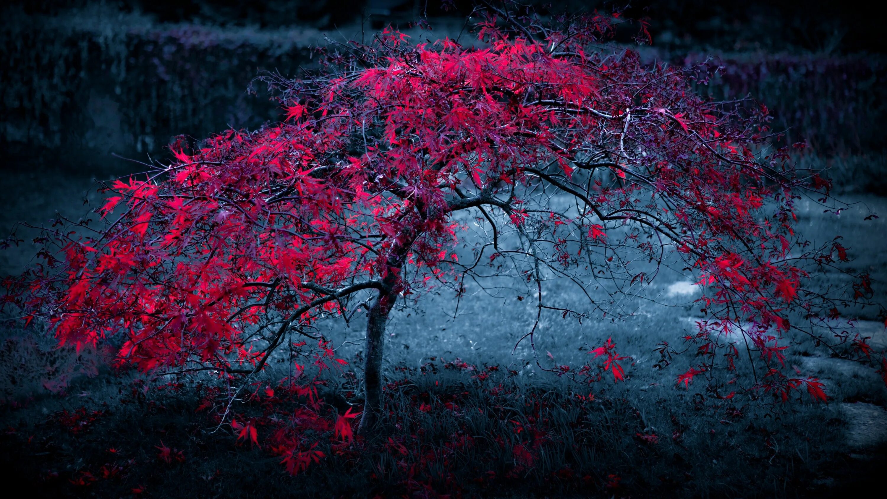 Красные фото на рабочий стол Red Leaves Tree 4k tree wallpapers, nature wallpapers, leaves wallpapers, hd-wal