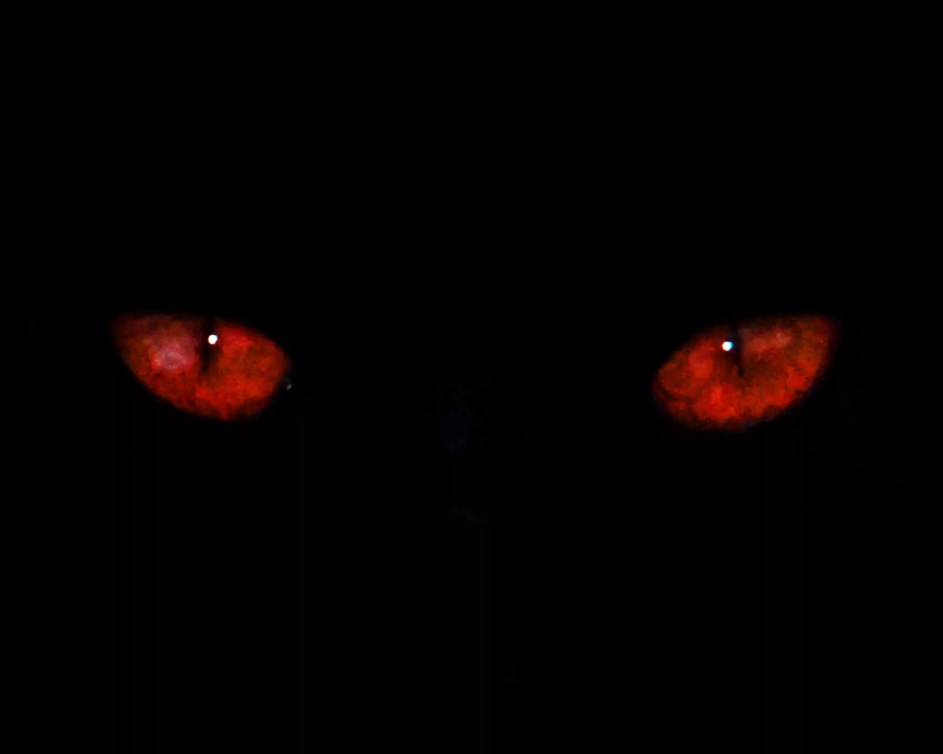 Красные глаза на фото фотошоп Steam Workshop::Bunny bwah!
