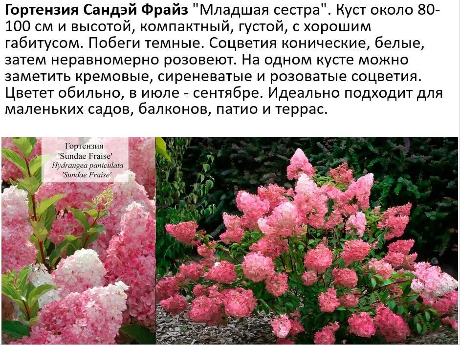 Красные гортензии метельчатые сорта фото и описание Гортензия метельчатая, посадка и уход кустарника, сорта с фото, размножение