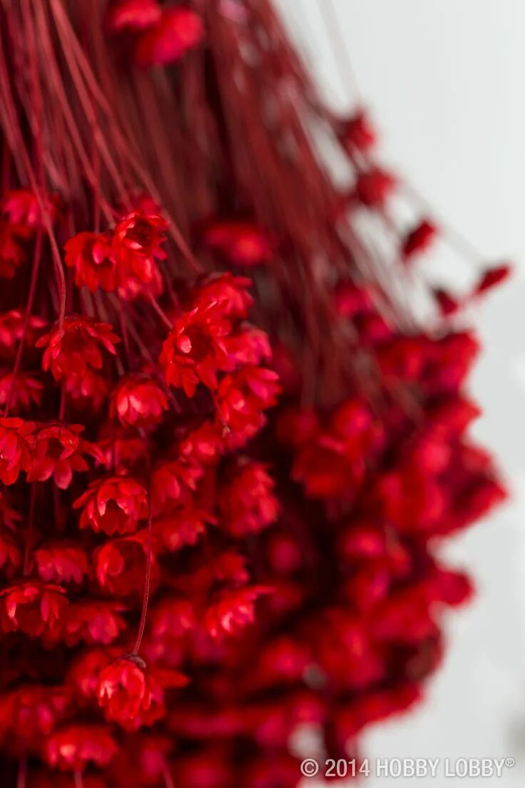 Красные идеи для фото Search Results Shop Hobby Lobby Red aesthetic, Red aesthetic grunge, Dried flowe