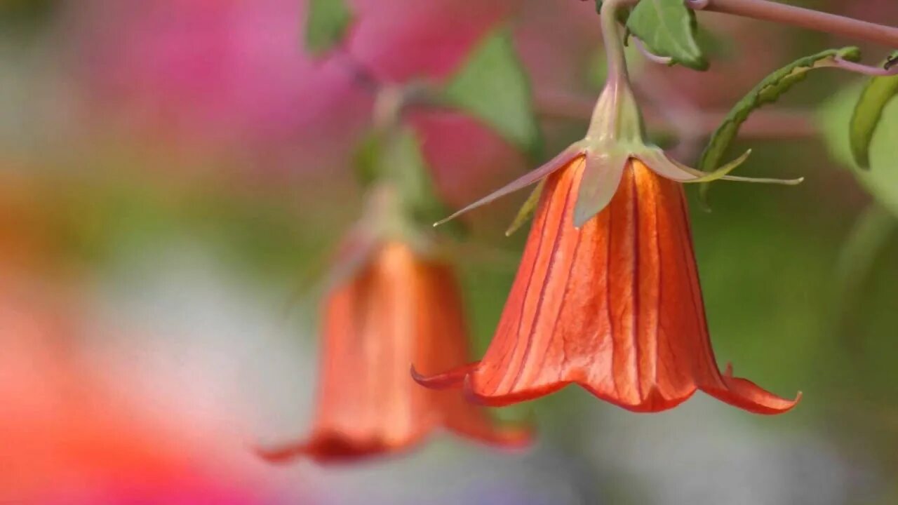 Красные колокольчики фото La belleza de las Flores - Musica: Steve Holy (good morning beautiful) - YouTube