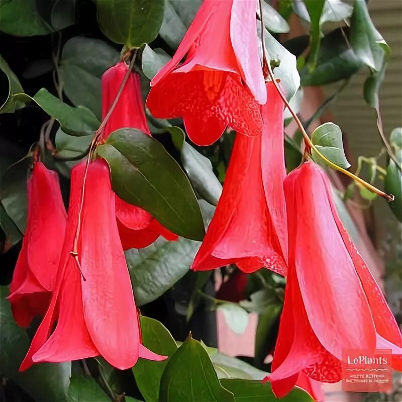 Красные колокольчики фото Лапагерия (Lapageria) - описание, выращивание, фото на LePlants.ru