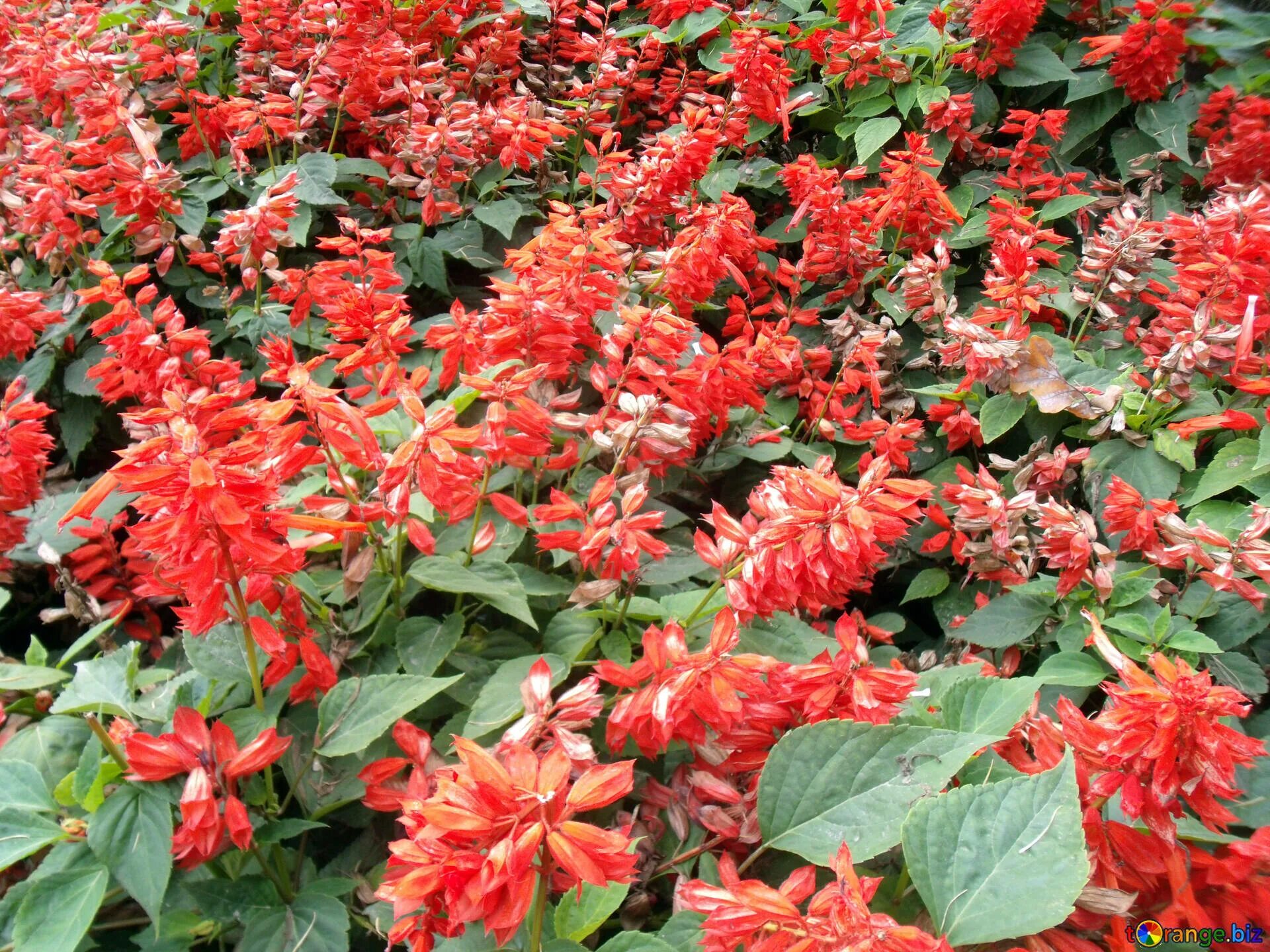 Красные колокольчики фото Red flowers campanula free image - № 14348