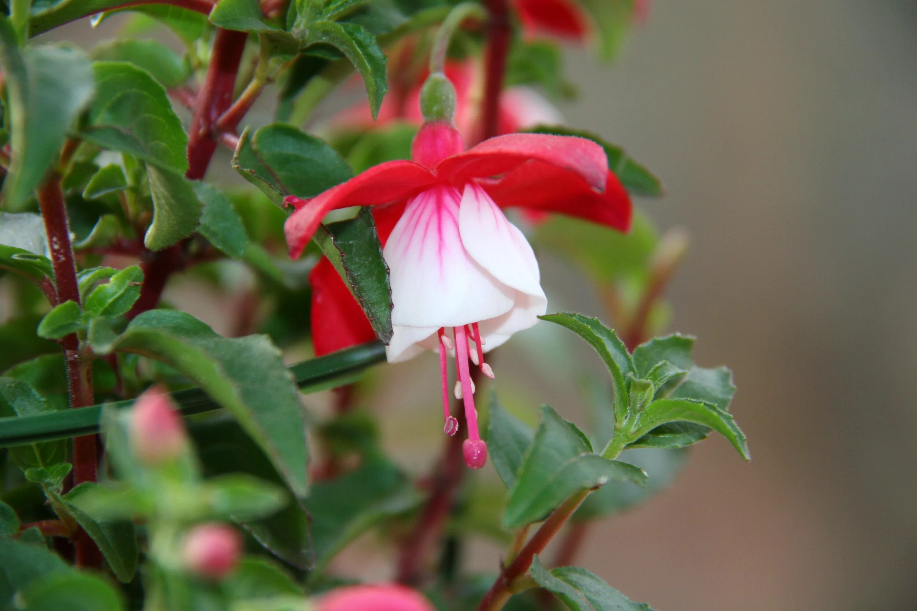 Красные колокольчики фото Free Images : flower, petal, bell, botany, garden, flora, red rose, plants, flow