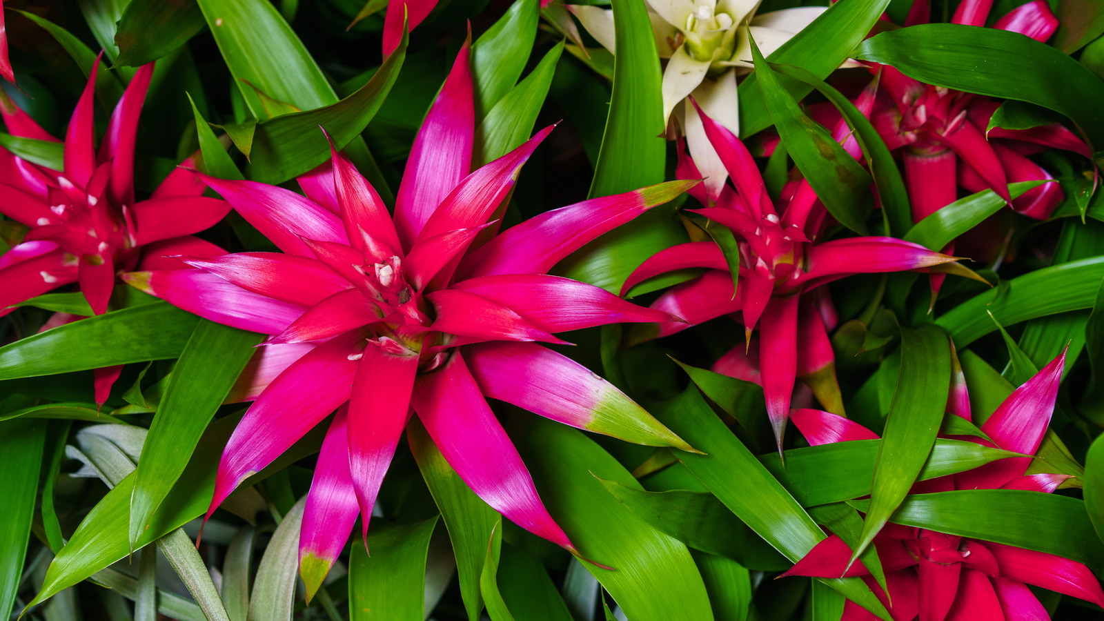 Красные комнатные растения фото и названия How To Correctly Grow And Care For Bromeliad