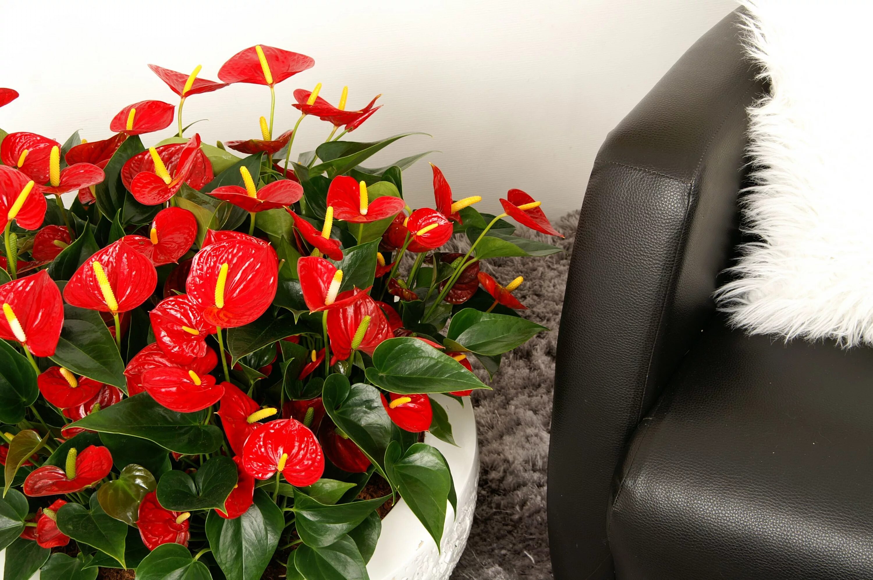 Красные комнатные растения фото и названия Anthurium Red Success. Bright Red large flowering potanthurium for small potsize