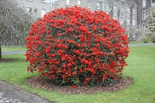 Красные кустарники для сада фото Chaenomeles Japonica 10 Seeds, Cold Hardy Bonsai Red Japanese Quince Shrub eBay
