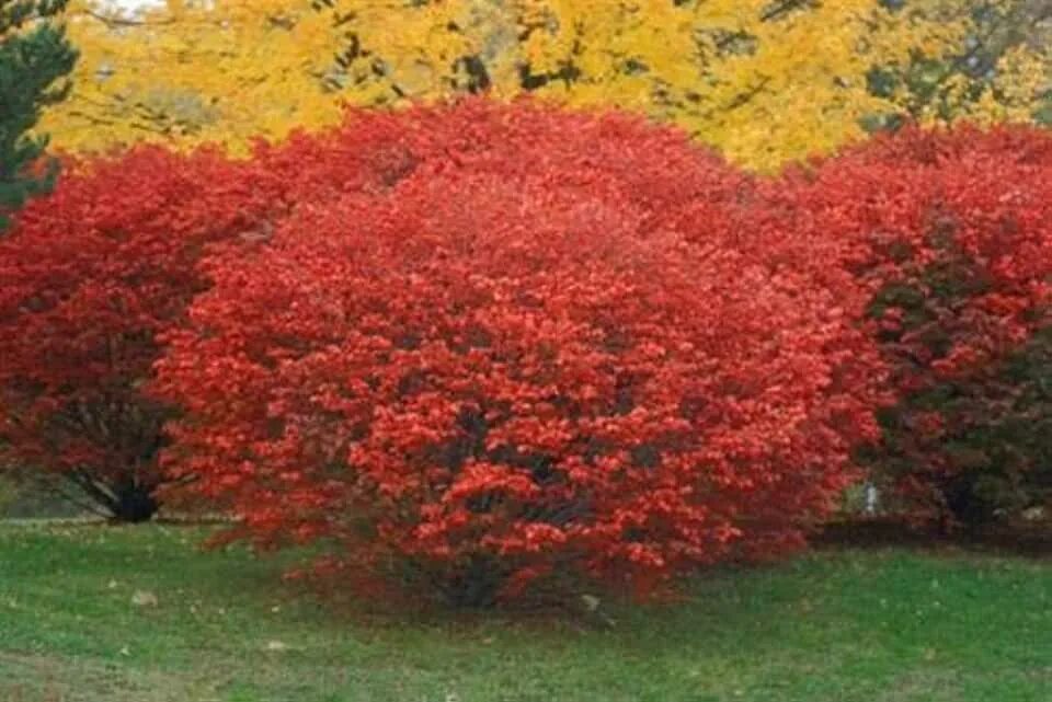 Красные кустарники для сада фото Amazon.com: Hedge & Shrub Plants & Seeds - BöG Products / Hedge & Shrub Plants &